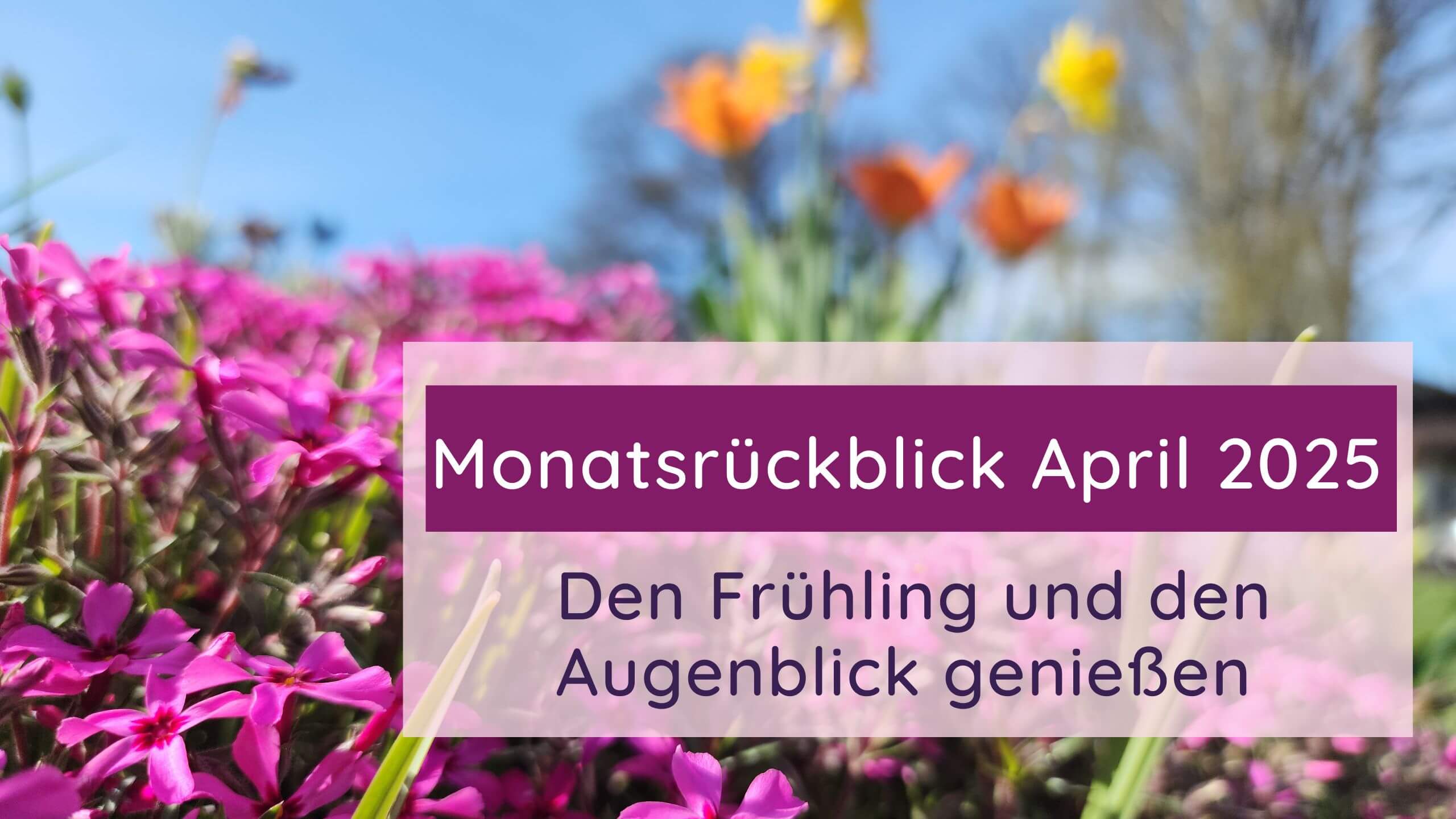 Lila, orangene und gelbe Frühlingsblumen
